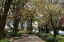 「つつじ通り」の一部には、ベンチが設置されていて、木々を楽しむことができます。下の2月の写真と比べていただければよくわかるように、だいぶ緑が増えてきました。桜はさすがにもうほとんど散っています。（2008年4月上旬撮影）
